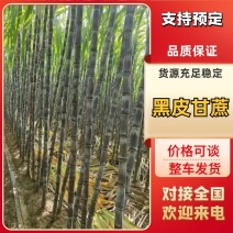 广西黑皮甘蔗基地自家甘蔗60亩，甜度高，个头大，量大价优