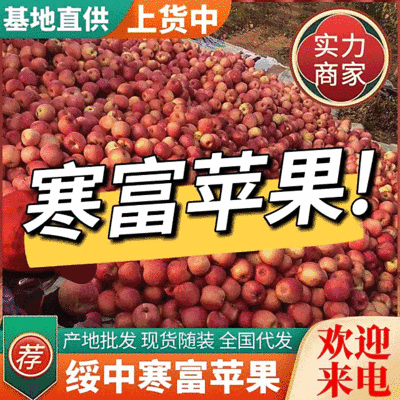 寒富苹果，辽宁苹果，甜脆可口，个头大，颜色鲜艳，皮毛亮