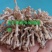 源头种植食用菌龙爪菇猫爪菇新鲜时令菌子自产自销现货基地直