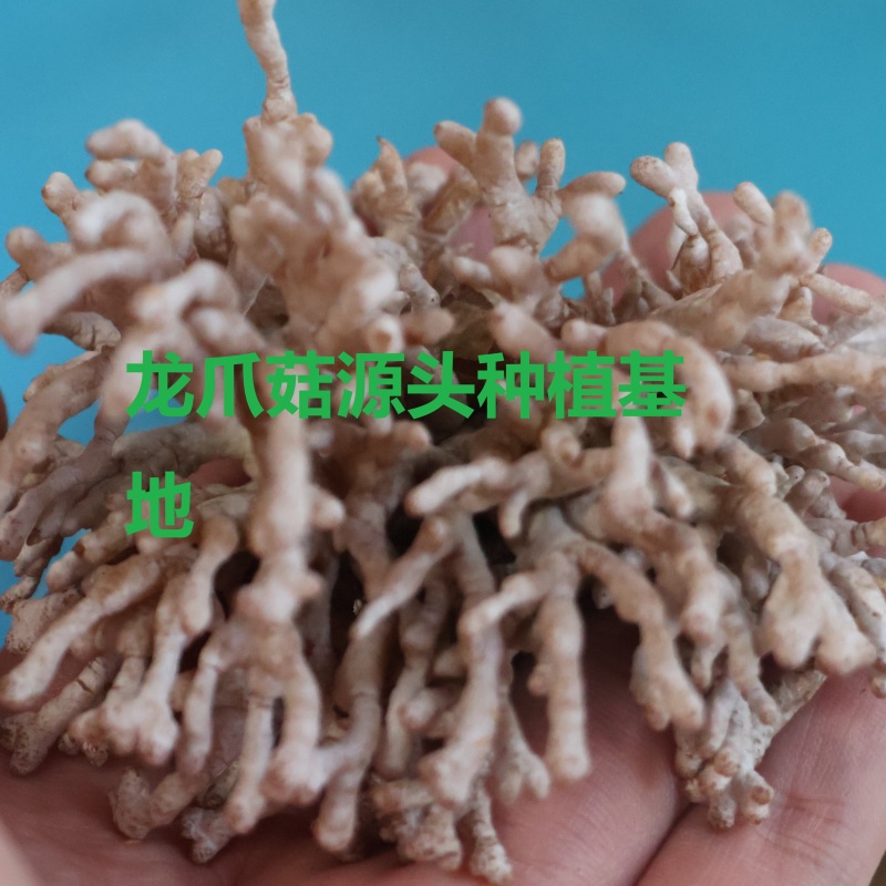 源头种植食用菌龙爪菇猫爪菇新鲜时令菌子自产自销现货基地直