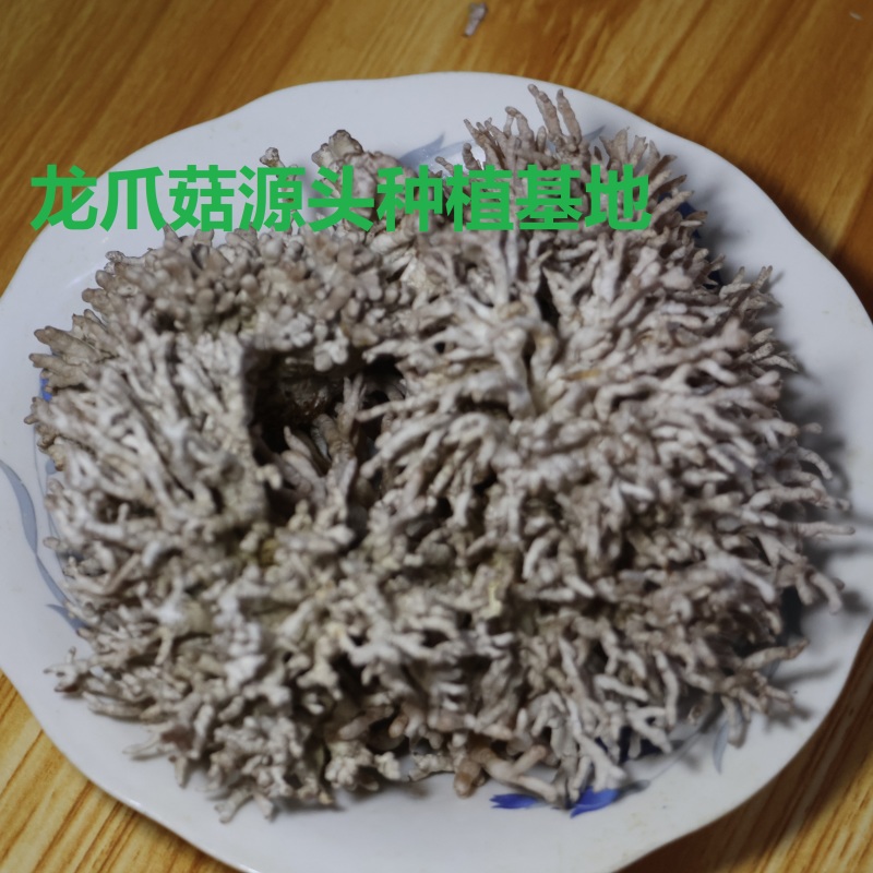 源头种植食用菌龙爪菇猫爪菇新鲜时令菌子自产自销现货基地直