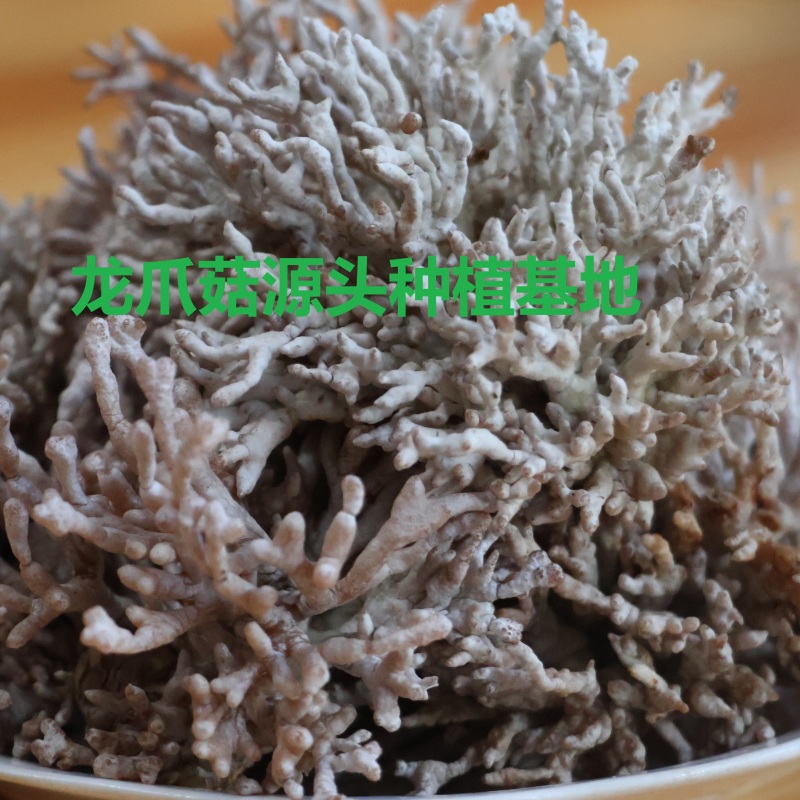 源头种植食用菌龙爪菇猫爪菇新鲜时令菌子自产自销现货基地直
