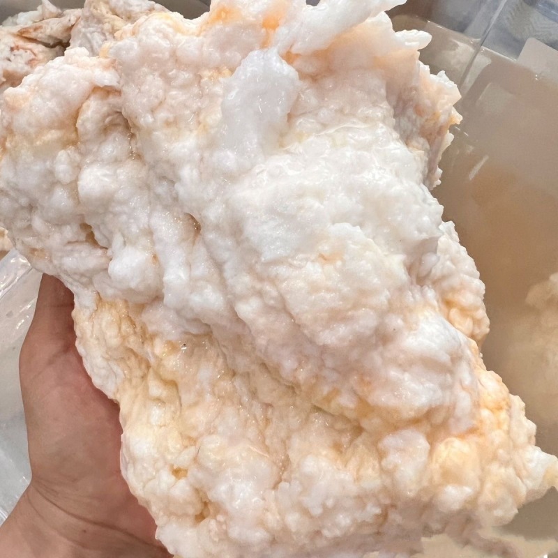 石太岁太岁肉林芝产地货源