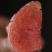 红心柚和平红心蜜柚大量上市中味甜汁多饱满一手货源