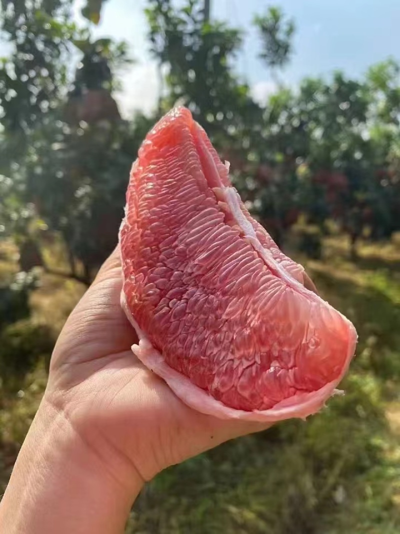 红心柚和平红心蜜柚大量上市中味甜汁多饱满一手货源