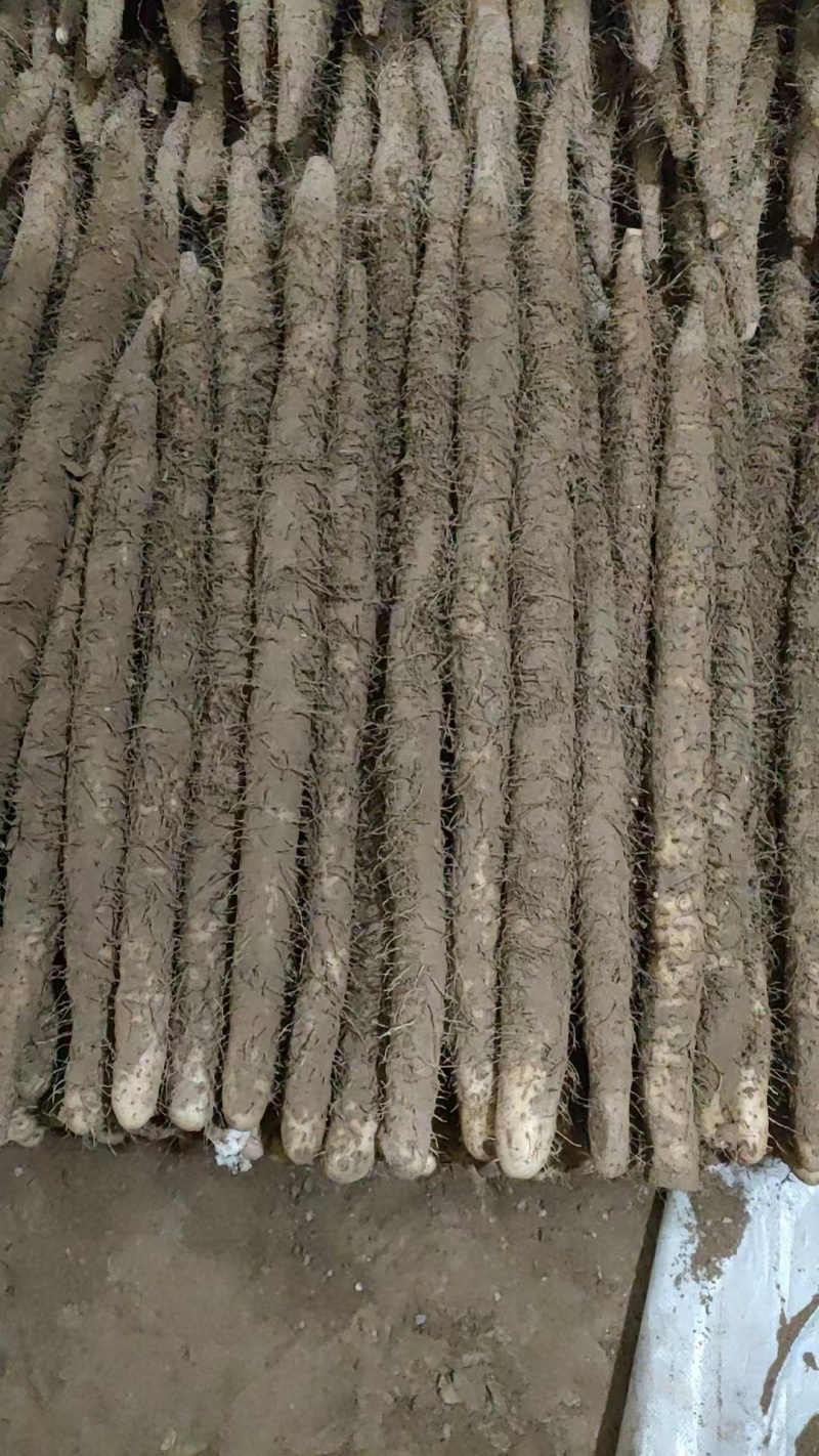 小白嘴山药量大从优欢迎洽谈合作各种山药精品山药