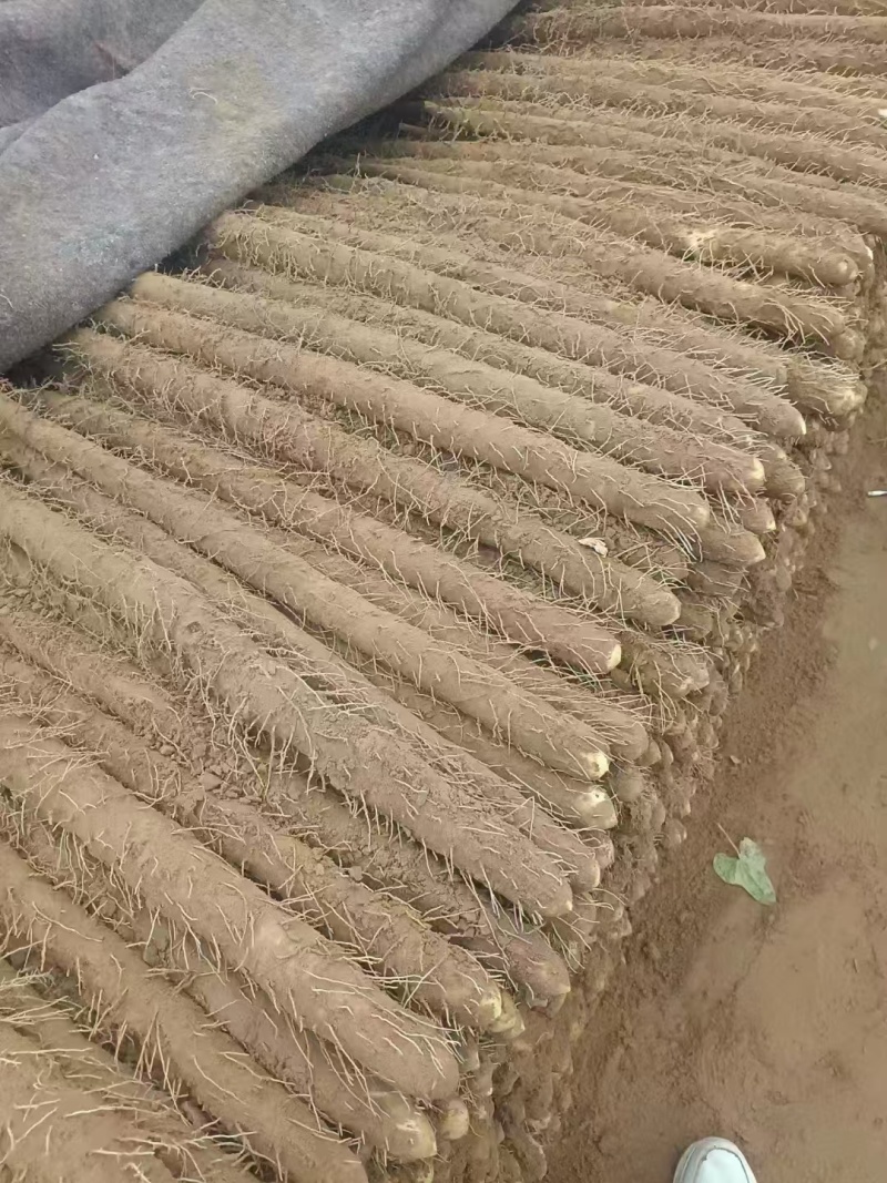 小白嘴山药量大从优欢迎洽谈合作各种山药精品山药