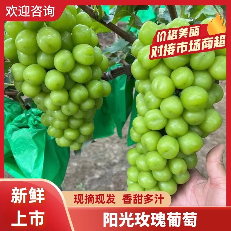 【推荐】阳光玫瑰各种质量都有欢迎一亩田客商前来采购。