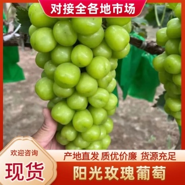 【精品】阳光玫瑰葡萄价格便宜好吃不贵，货源充足欢迎咨询
