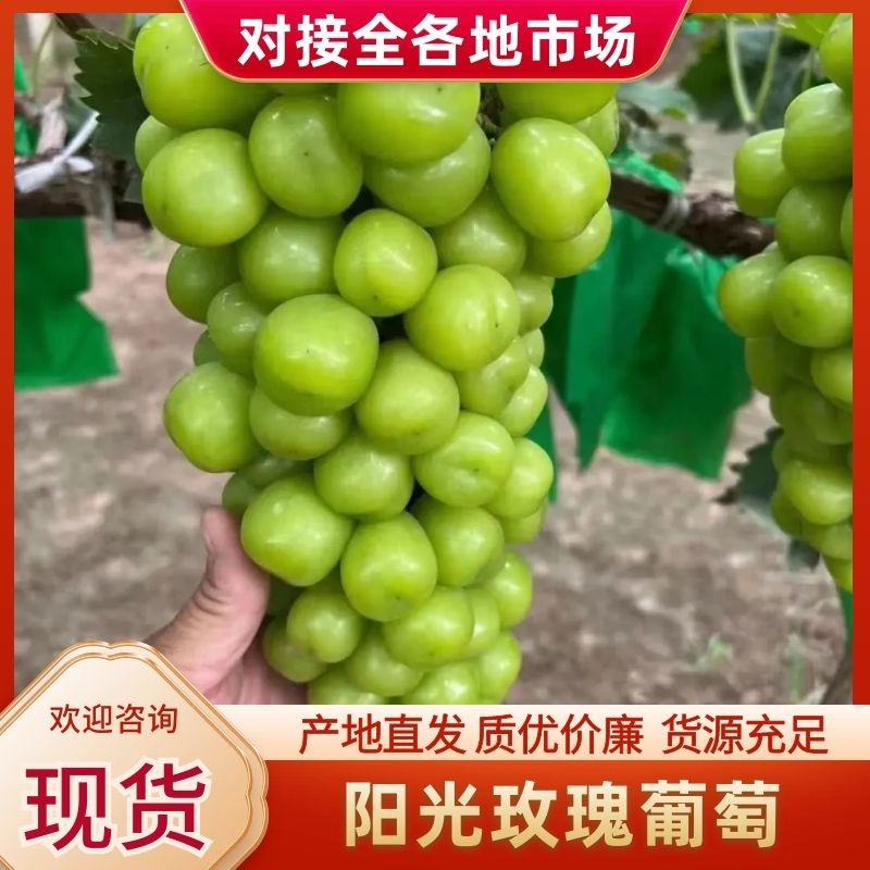 【精品】阳光玫瑰葡萄价格便宜好吃不贵，货源充足欢迎咨询