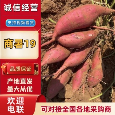【商薯】精品商薯19大量上市中电商、市场货，一手货源