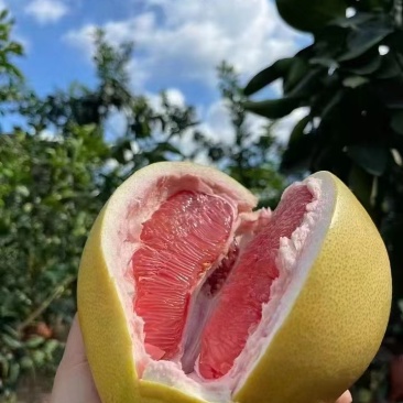 红心柚三红柚湖北柚子各种规格口感佳质量好量大