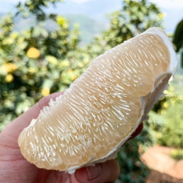 湖北白柚皮薄肉厚产地看货伦价量大从优欢迎订购