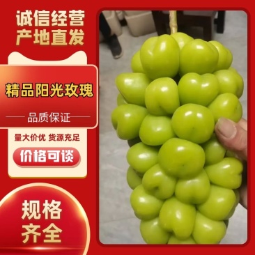 【阳光玫瑰】精品葡萄基地直发可对接电商市场商超量大优惠