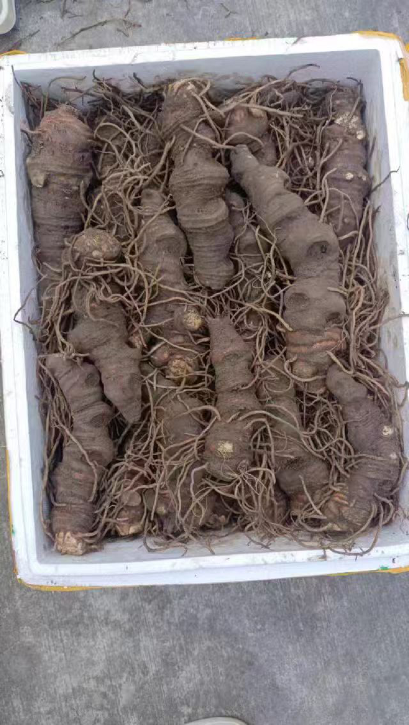 云南‌‌滇重楼，基地一手货源直发，量大从优，视频看货
