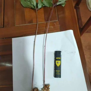 云南滇重楼,基地一手货源直发,量大从优,视频看货
