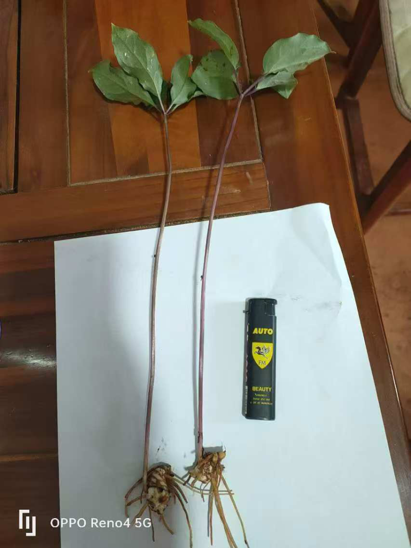 云南‌‌滇重楼，基地一手货源直发，量大从优，视频看货
