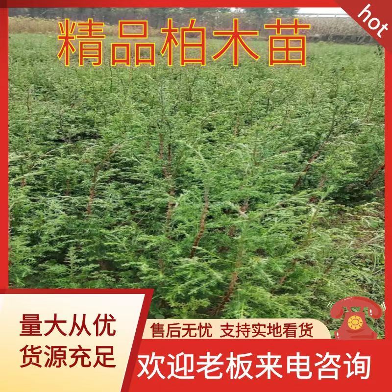 【柏木苗】柏树湖北柏木苗场直发量大从优欢迎咨询