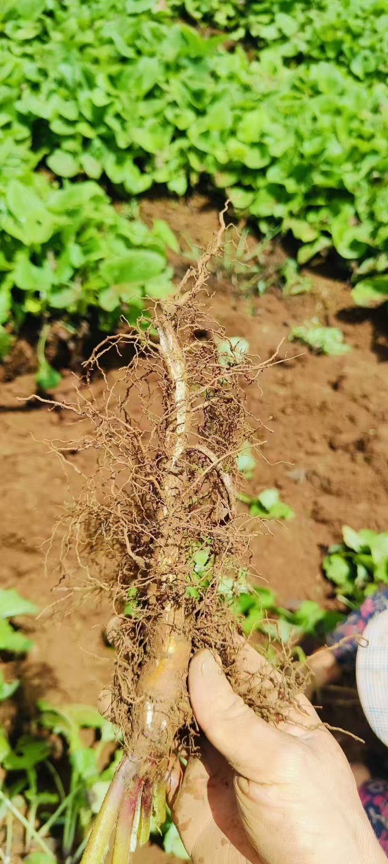 木香苗，云南基地直发，年供百万棵，欢迎实力老板来电
