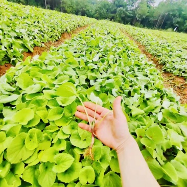 木香苗，云南基地直发，年供百万棵，欢迎实力老板来电