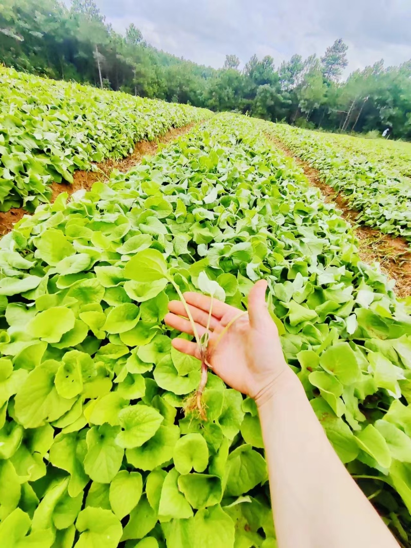 木香苗，云南基地直发，年供百万棵，欢迎实力老板来电