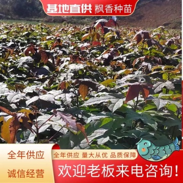 枫香树苗苗圃直发提供技术支持规格齐全全国发货