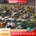 枫香树苗苗圃直发提供技术支持规格齐全全国发货