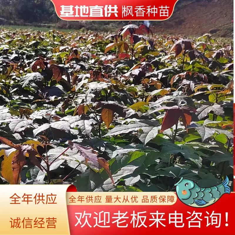 枫香树苗苗圃直发提供技术支持规格齐全全国发货