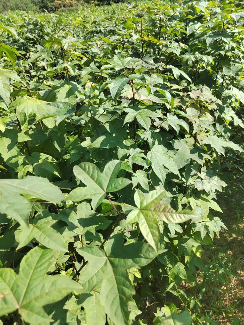 枫香树苗苗圃直发提供技术支持规格齐全全国发货