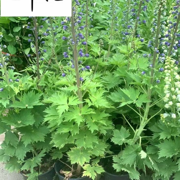 大花飞燕草苗圃基地直供一手货源花境花坛草花量大从优