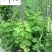 大花飞燕草苗圃基地直供一手货源花境花坛草花量大从优