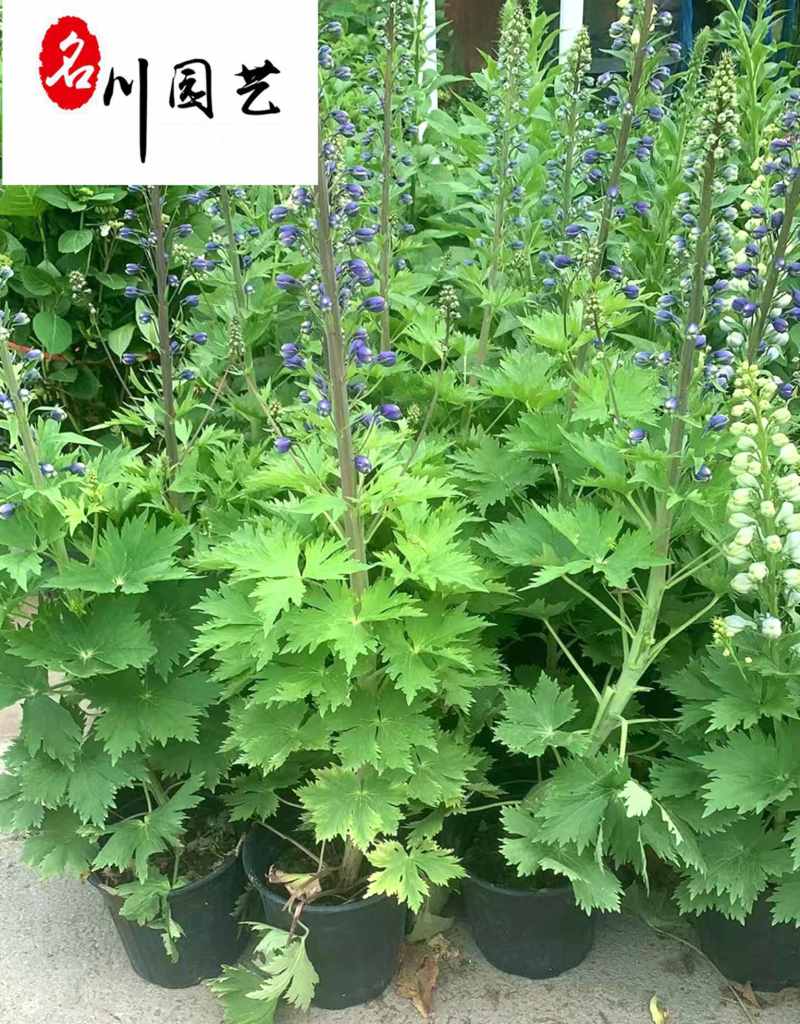 大花飞燕草苗圃基地直供一手货源花境花坛草花量大从优
