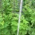 大花飞燕草苗圃基地直供一手货源花境花坛草花量大从优
