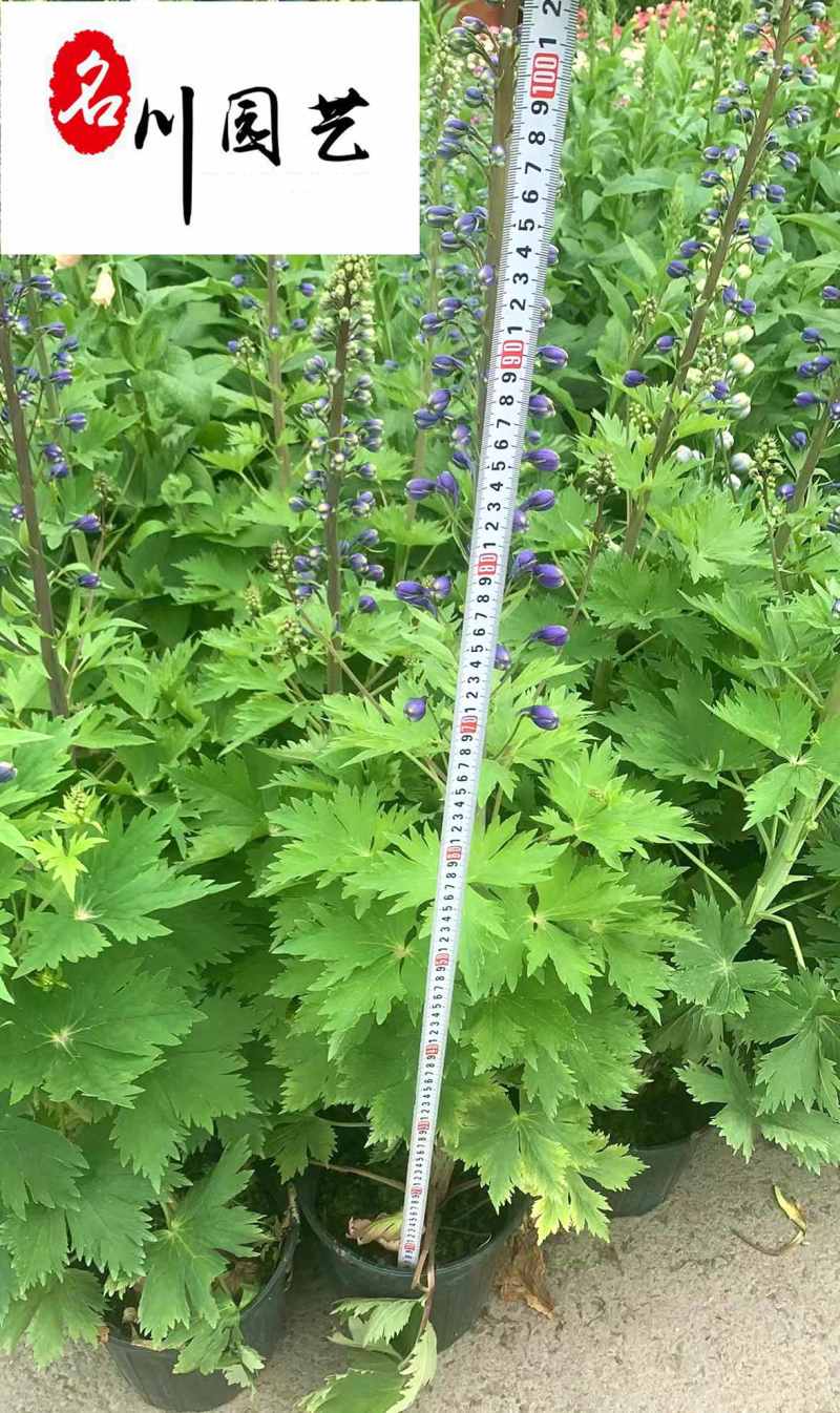 大花飞燕草苗圃基地直供一手货源花境花坛草花量大从优
