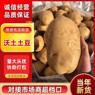 沃土土豆沃土五号内蒙古土豆量大价优规格齐全稳定供货