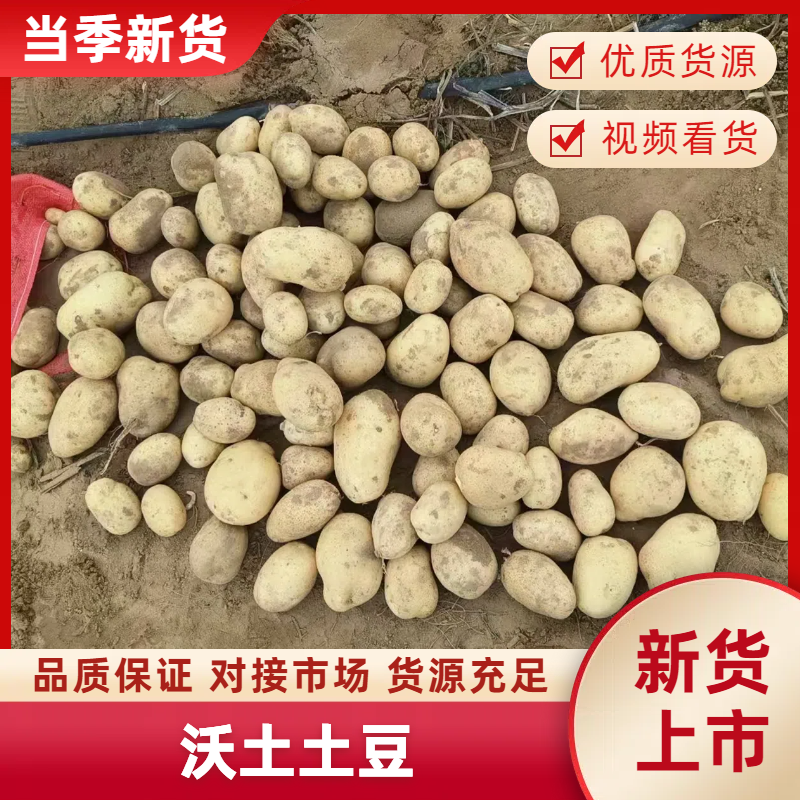 精品实验1号土豆皮黄型好产地直供新鲜批发价代收全国市场