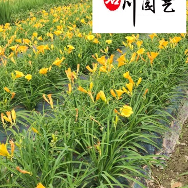成都大花萱草批发价格大花萱草苗圃基地直供量大从优