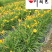 成都大花萱草批发价格大花萱草苗圃基地直供量大从优
