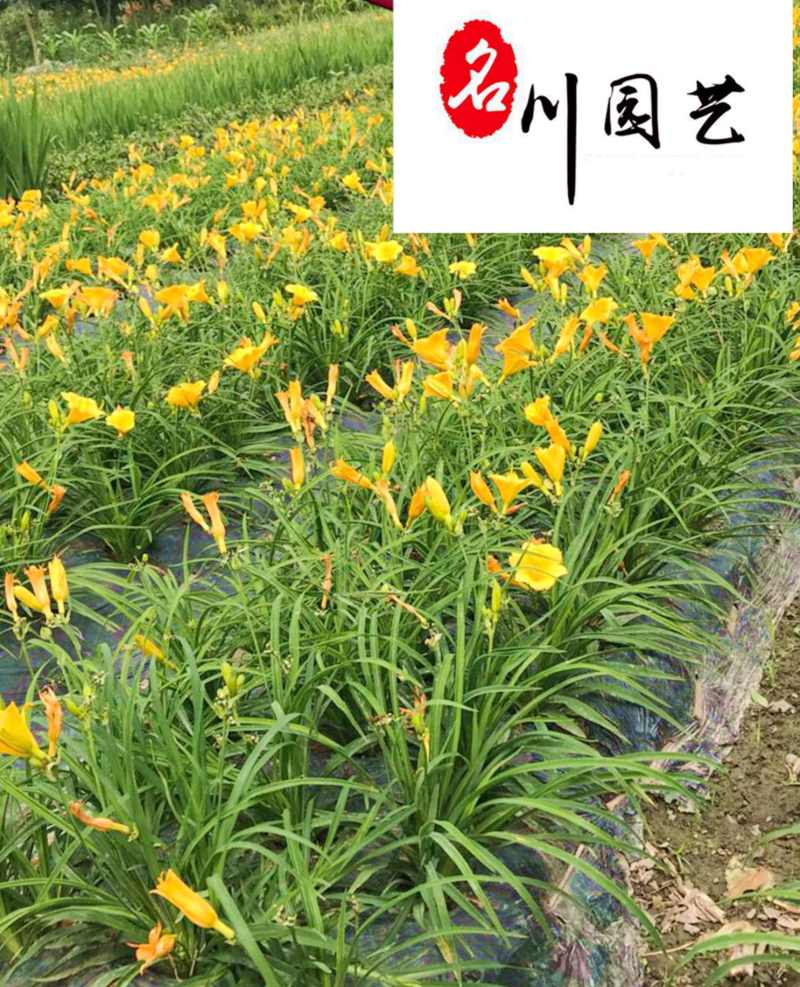 成都大花萱草批发价格大花萱草苗圃基地直供量大从优