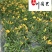 成都大花萱草批发价格大花萱草苗圃基地直供量大从优