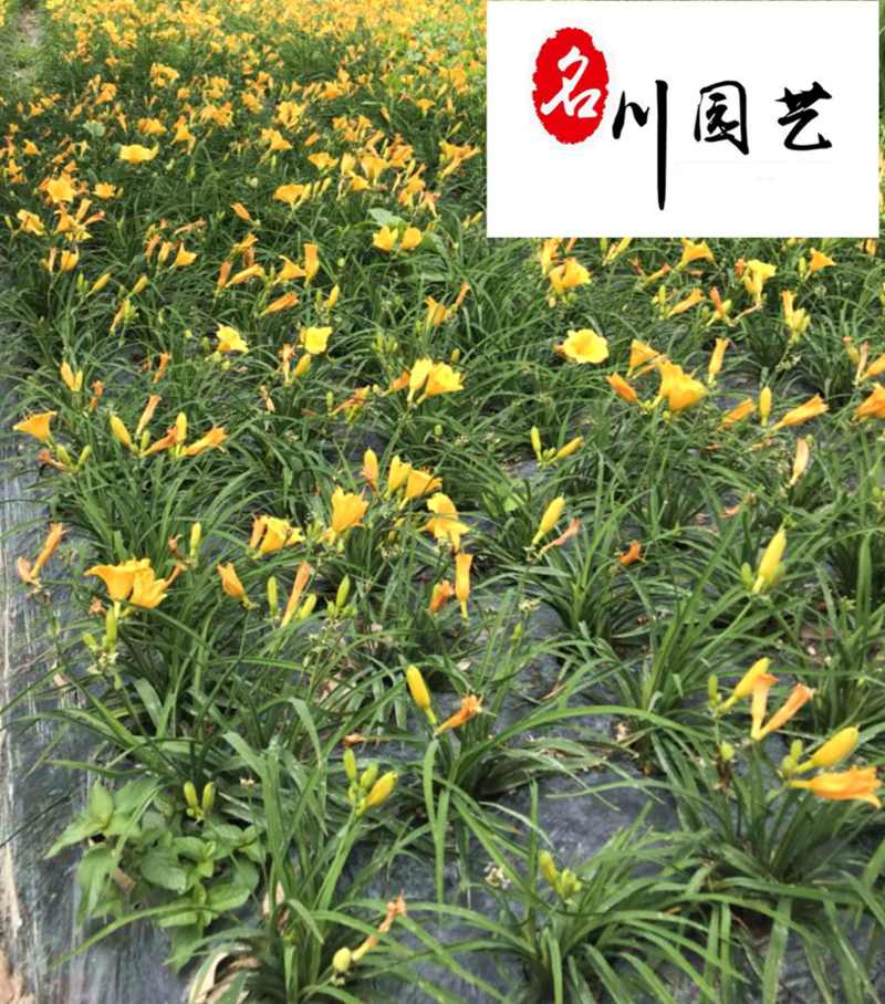 成都大花萱草批发价格大花萱草苗圃基地直供量大从优