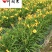成都大花萱草批发价格大花萱草苗圃基地直供量大从优