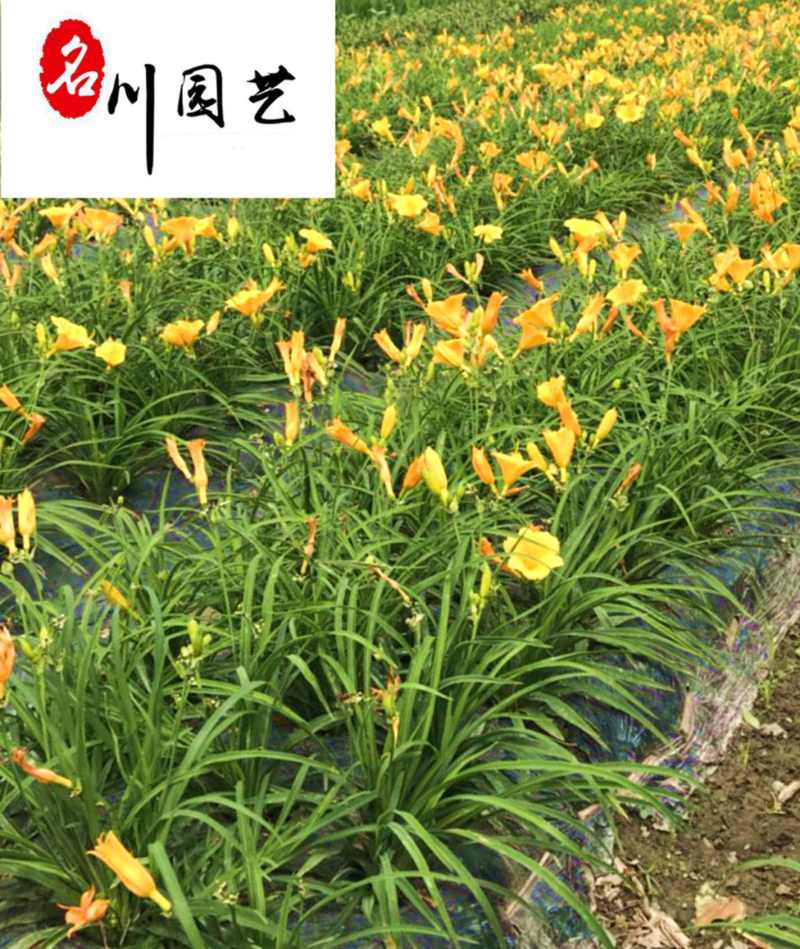 成都大花萱草批发价格大花萱草苗圃基地直供量大从优