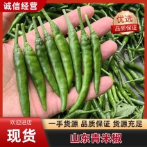 山东青米椒，鲜摘鲜发量大从优，供应电商市场、加工厂