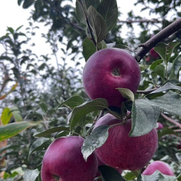 苹果新世纪苹果精品货规格全现摘现发一手货源