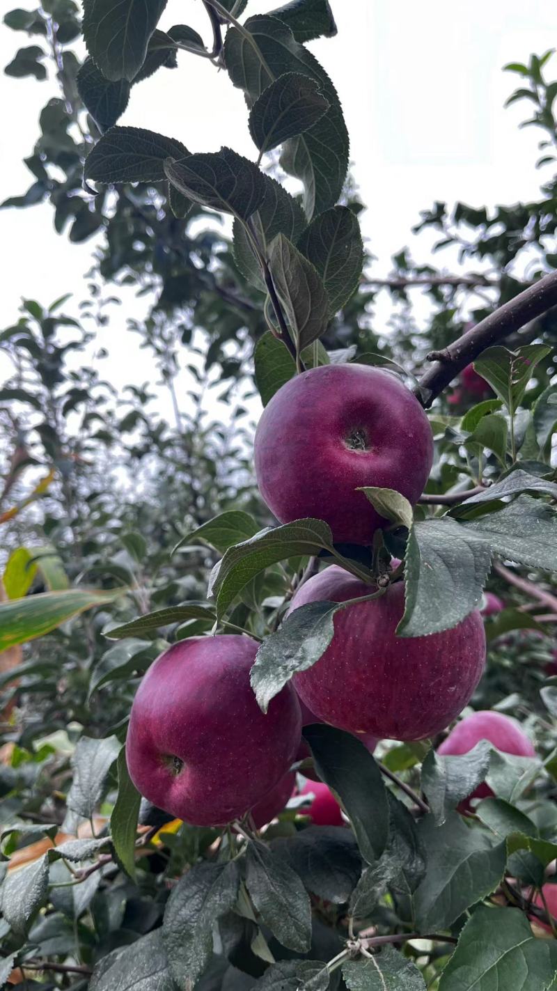 苹果新世纪苹果精品货规格全现摘现发一手货源
