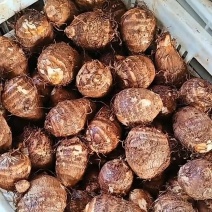 【精品芋头】山东基地直供质量保证规格齐全全国发货坏果包赔