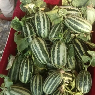 【推荐】陕西精品甜瓜博洋九大量供应一手货源欢迎致电