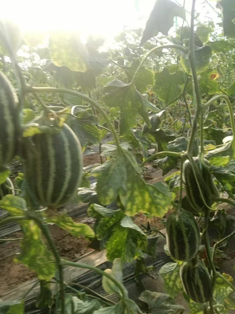 【推荐】陕西精品甜瓜博洋九大量供应一手货源欢迎致电