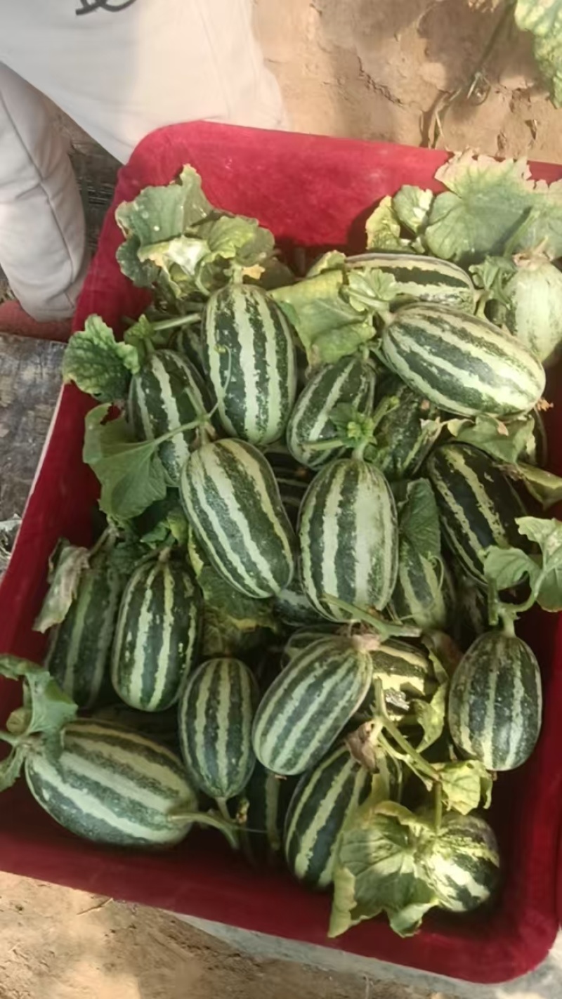 【推荐】陕西精品甜瓜博洋九大量供应一手货源欢迎致电